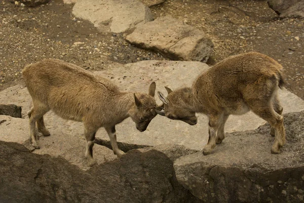 Det Steinbock Alperna Ibex Capra Ibex — Stockfoto