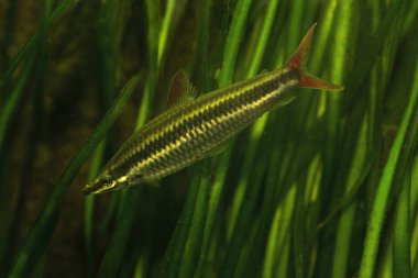 Headstander, çizgili anostomus, çizgili anastomus (Anostomus anostomus çizgili).