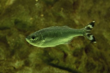 Çubuklu flagtail, beş-bar flagtail (Kuhlia mugil).