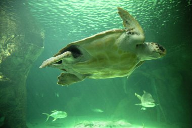 Deniz kaplumbağası (Caretta caretta).