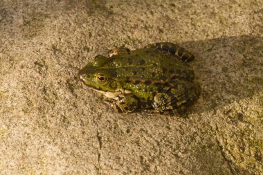 Marsh Kurbağa (Rana ridibunda).