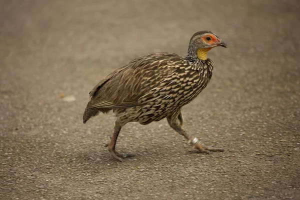 Yellow Necked Spurfowl Yellow Necked Francolin Pternistis Leucoscepus — Stock Photo, Image