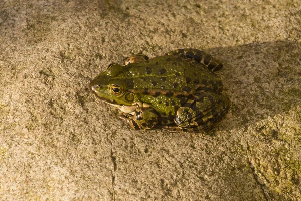 Marsh Frog Rana Ridibunda — Stock Photo, Image