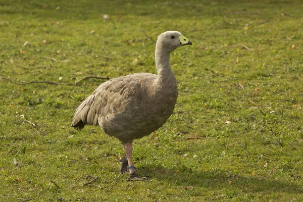 Hoendergans Cereopsis Novaehollandiae — Stockfoto