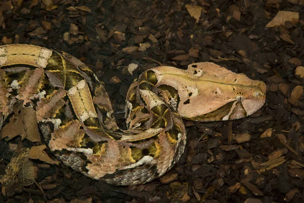 Gaboon Viper Bitis Gabonica — Stock Photo, Image