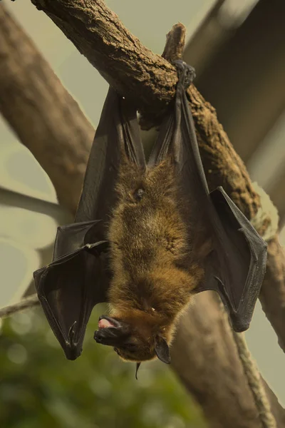 Flying fox  (Pteropus) hanging on a tree branch.