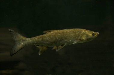 ASP balık (Aspius aspius).