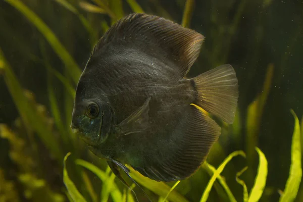 Discus Fish Symphysodon — Stock Photo, Image