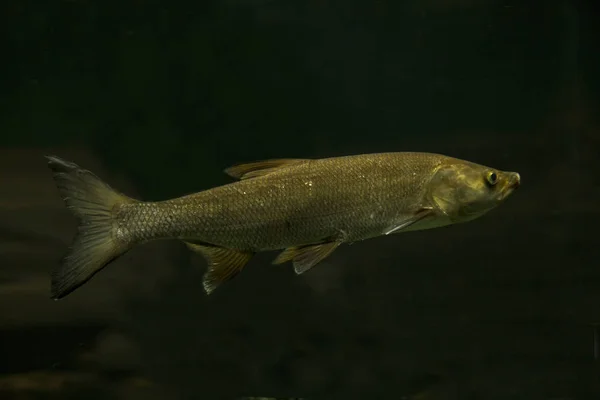 Asp Fish Aspius Aspius —  Fotos de Stock