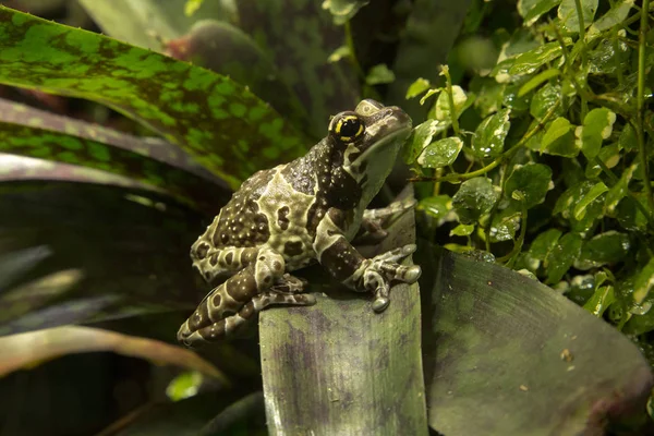 Amazon Milk Frog Trachycephalus Resinifictrix — Stock Photo, Image