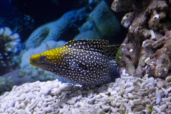 Moray Eel Fish Muraena — Stock Photo, Image