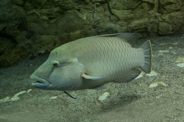 Humphead Ajakoshal Cheilinus Undulatus — Stock Fotó