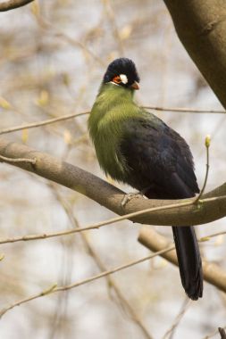 Hartlaub'ın Touraco (Tauraco hartlaubi) .
