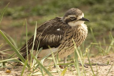 Bush taş-bukle (Burhinus grallarius).
