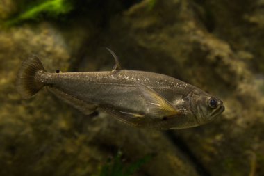 Payara, dogtooth tetra (Hydrolycus scomberoides).
