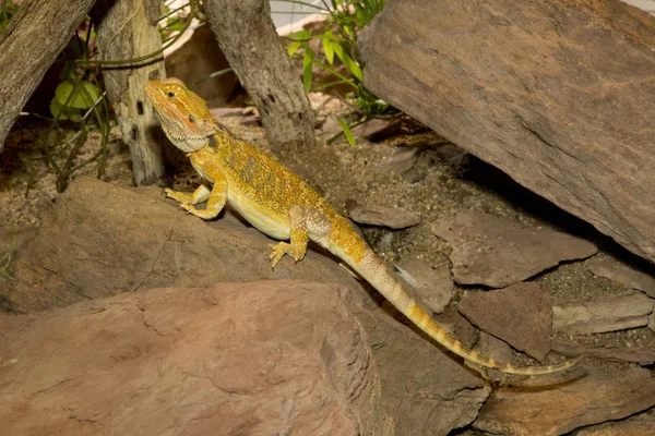 Bearded Dragon Pogona Vitticeps — Stock Photo, Image