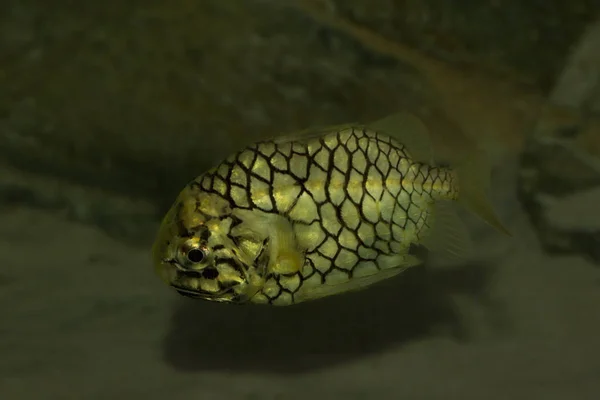 Сосновая Рыба Monocentris Japonica — стоковое фото