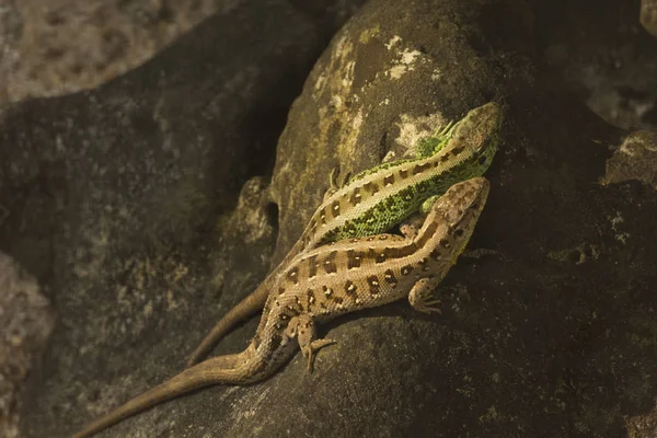 Піщана Ящірка Lacerta Agilis — стокове фото