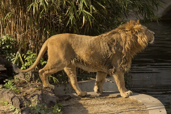 Ázsiai Oroszlán Panthera Leo Leo — Stock Fotó