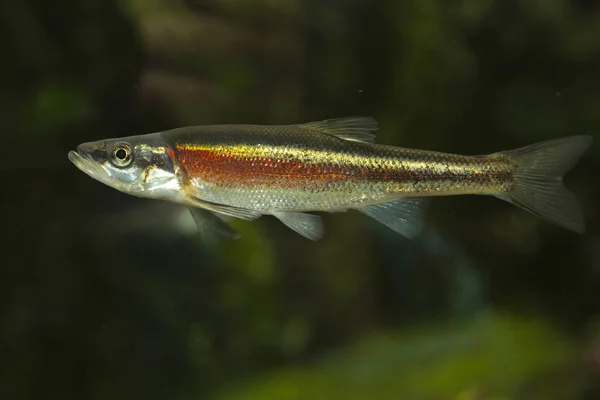 Redside Dace Clinostomus Elongatus — Stockfoto