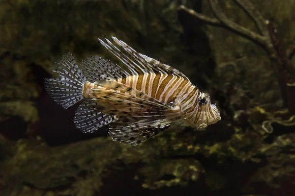 Lionfish Comum Fogo Diabo Milhas Pterois — Fotografia de Stock