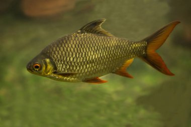 Folyo barb (Barbonymus schwanenfeldii).