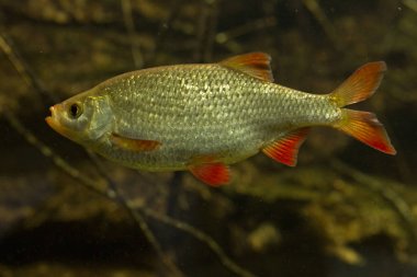 Ortak rudd (Scardinius erythrophthalmus).