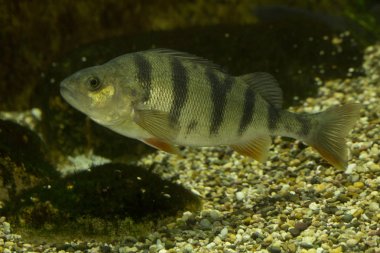 Ortak levrek (Perca fluviatilis).