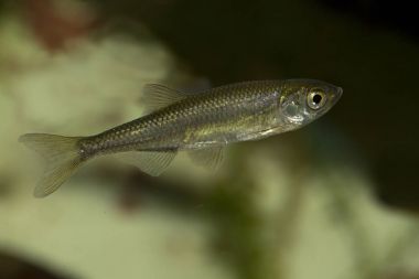 Sunbleak, belic, moderlieschen (Leucaspius delineatus).