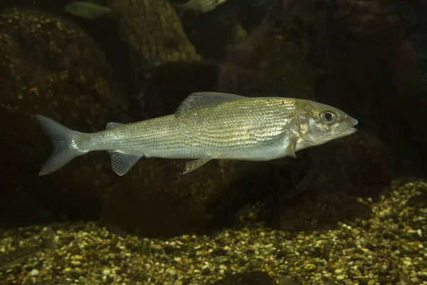 Грейлинг Thymallus Thymallus Пресноводная Рыба — стоковое фото