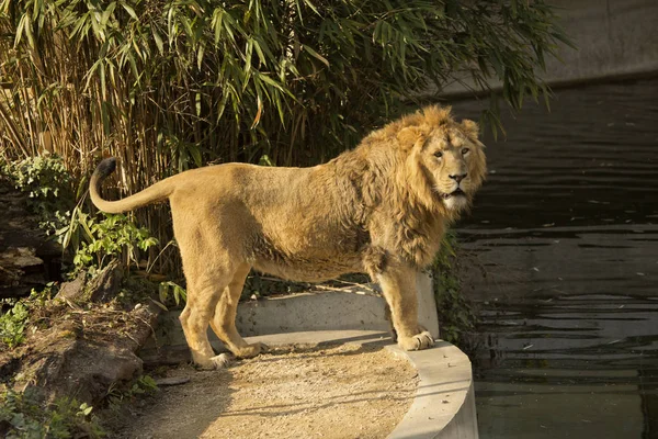 Ázsiai Oroszlán Panthera Leo Leo — Stock Fotó