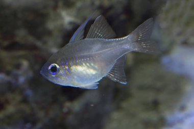 Threadfin kardinalfish, bluestreak kardinalfish (Zoramia leptacantha).