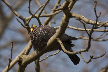 Afrika zeytin güvercin veya Rameron güvercin. (Columba arquatrix).