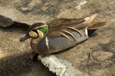 Baikal teal,  bimaculate duck or squawk duck,  (Sibirionetta formosa). clipart