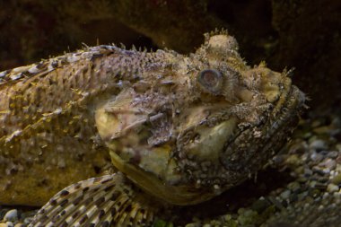 Siyah scorpionfish (Scorpaena porcus).