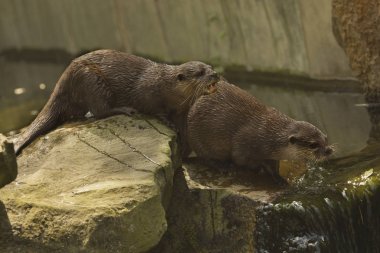 Asyalı küçük pençe su samuru (Aonyx cinerea eşanlamlı Amblonyx cinereus).