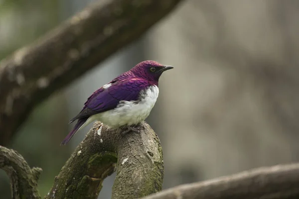 Ametista Starling Cinnyricinclus Leucogaster — Fotografia de Stock