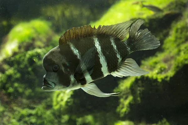 Afrických Cichlid Jezera Tanganika Cyphotilapia Frontosa — Stock fotografie