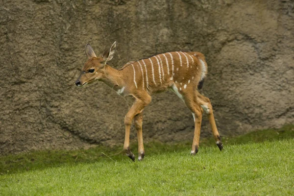 Низинні Nyala Tragelaphus Angasii — стокове фото