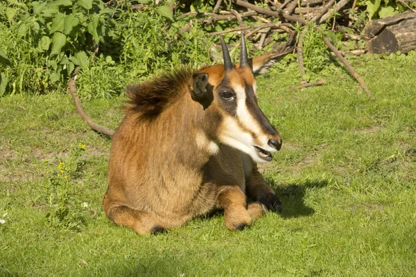 Antilopa Vraná Hippotragus Niger — Stock fotografie