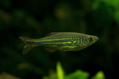 Malabar danio (Devario malabaricus).