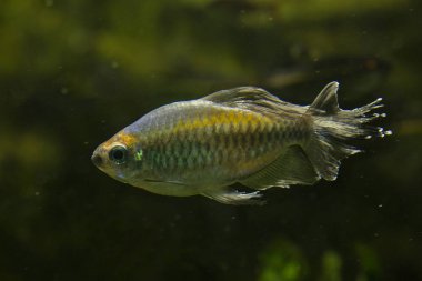 Kongo tetra (Phenacogrammus Interruptus).