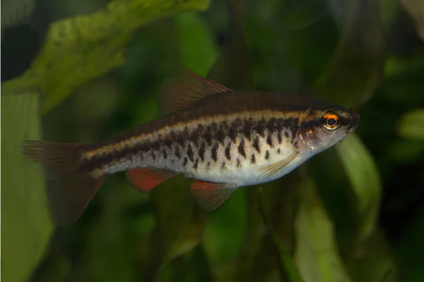 Barba Ciliegio Puntius Titteya — Foto Stock