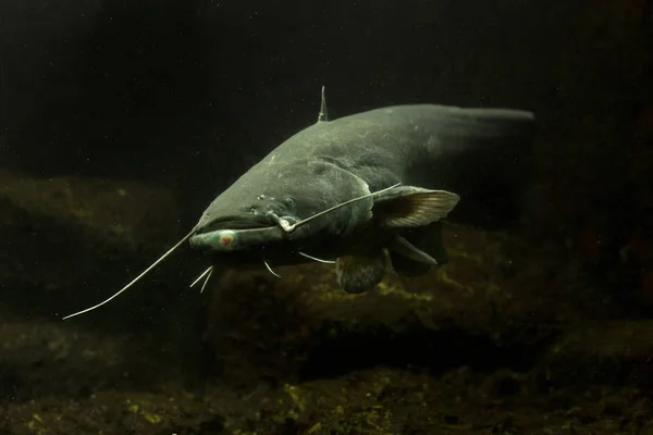 Yayın balığı, sheatfish (Silurus glanis),