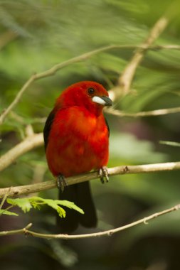  Brezilyalı tanager (ramphocelus bresilius).