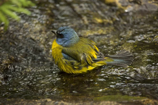 Tanager Azul Amarelo Pipraeidea Bonariensis — Fotografia de Stock