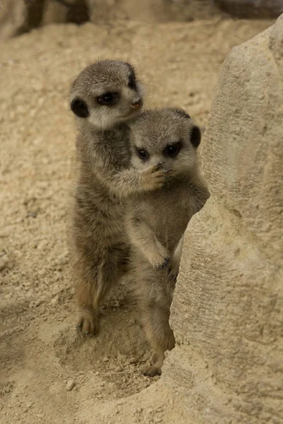 Suricata Meerkat Suricata Suricatta — Fotografia de Stock