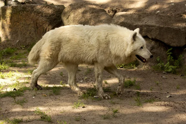 Wilk Syberyjski Alaskan Jałowe Podłoża Wilk Canis Lupus Tundrarum — Zdjęcie stockowe