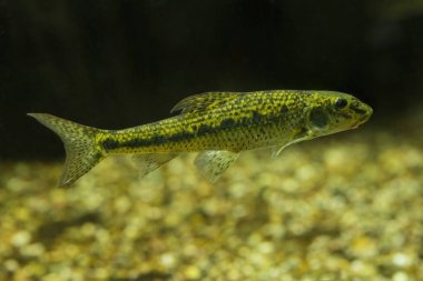 Akvaryumdaki Gudgeon (Gobio Gobio).