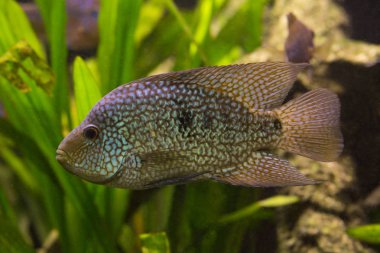  Ova cichlid, inci ölçekli cichlid (Herichthys carpintis).